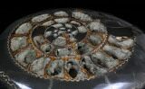 Speetoniceras Ammonite Full Of Druzy Pyrite #34579-2